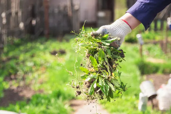 How to Clear a Yard Full of Weeds in Centennial, CO