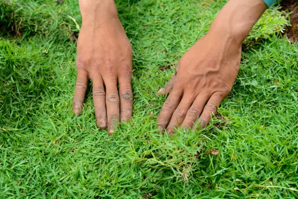 How to Lay Sod Over Existing Lawn in Centennial, CO