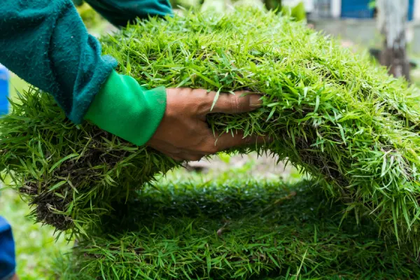 How to Lay Sod Over Existing Lawn in Centennial, CO