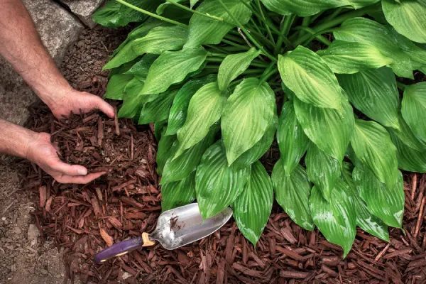 Mulching in Centennial, CO